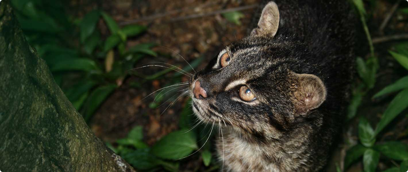 iriomote cat